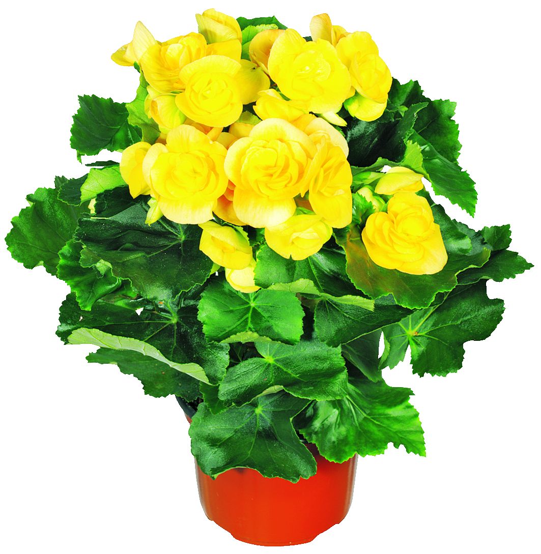 Ø9 см (Бегония восъчна)